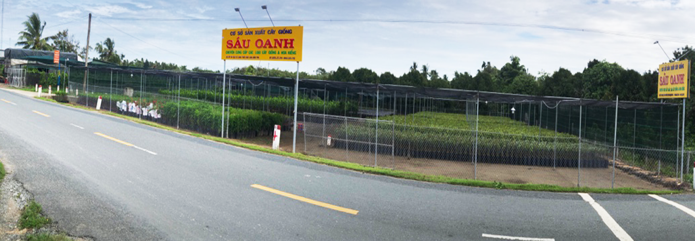 Cây Giống Sáu Oanh